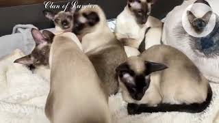 A little about love and tenderness  cat family | oriental cats | cat licking cat