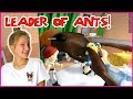 Becoming The Leader of ANTS!