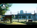 Siberian Tiger Habitat | Planet Zoo Speed Build | Veluwe Zoo EP26