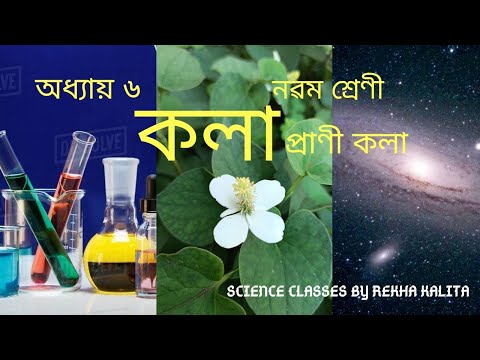 ভিডিও: স্ফীত পালে