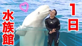 [Dolphin Show] A oneday aquarium work experience transporting sharks and doing a show!? [Beluga]