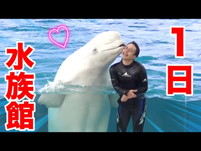 Dolphin Show] A one-day aquarium work experience transporting