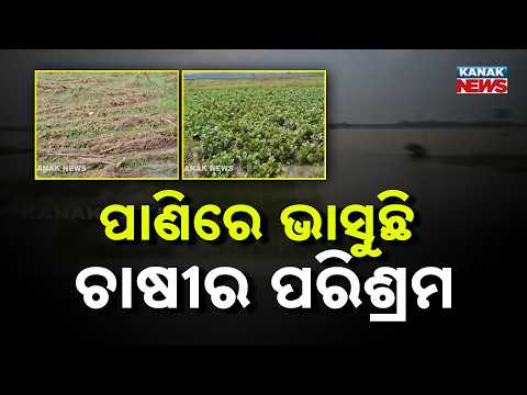 Odisha Flood Damage | Athagarh Farmers Lose Vegetable Crops After Heavy Rain