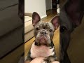 Попрошайка Лер #frenchbulldog #reels #dog #love #asmr