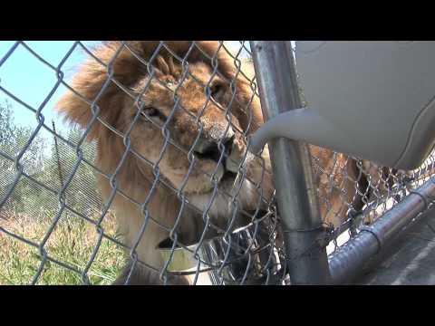 Bolivian Lions Go To New Home at PAWS Sanctuary
