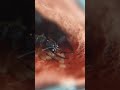 predator Ants #ants #predator #shorts