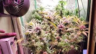 Flower Room Update 5/31. Around week 5-6 of flower.