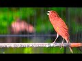 Suara Burung Kenari Gacor Panjang Ini Pandai Mengatasi Kenari Macet Agar Bunyi Mau Gacor Lagi