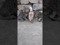 Cats Are Looking Wonderful With Chick 🐤 #shortvideo #cat #babyanimal