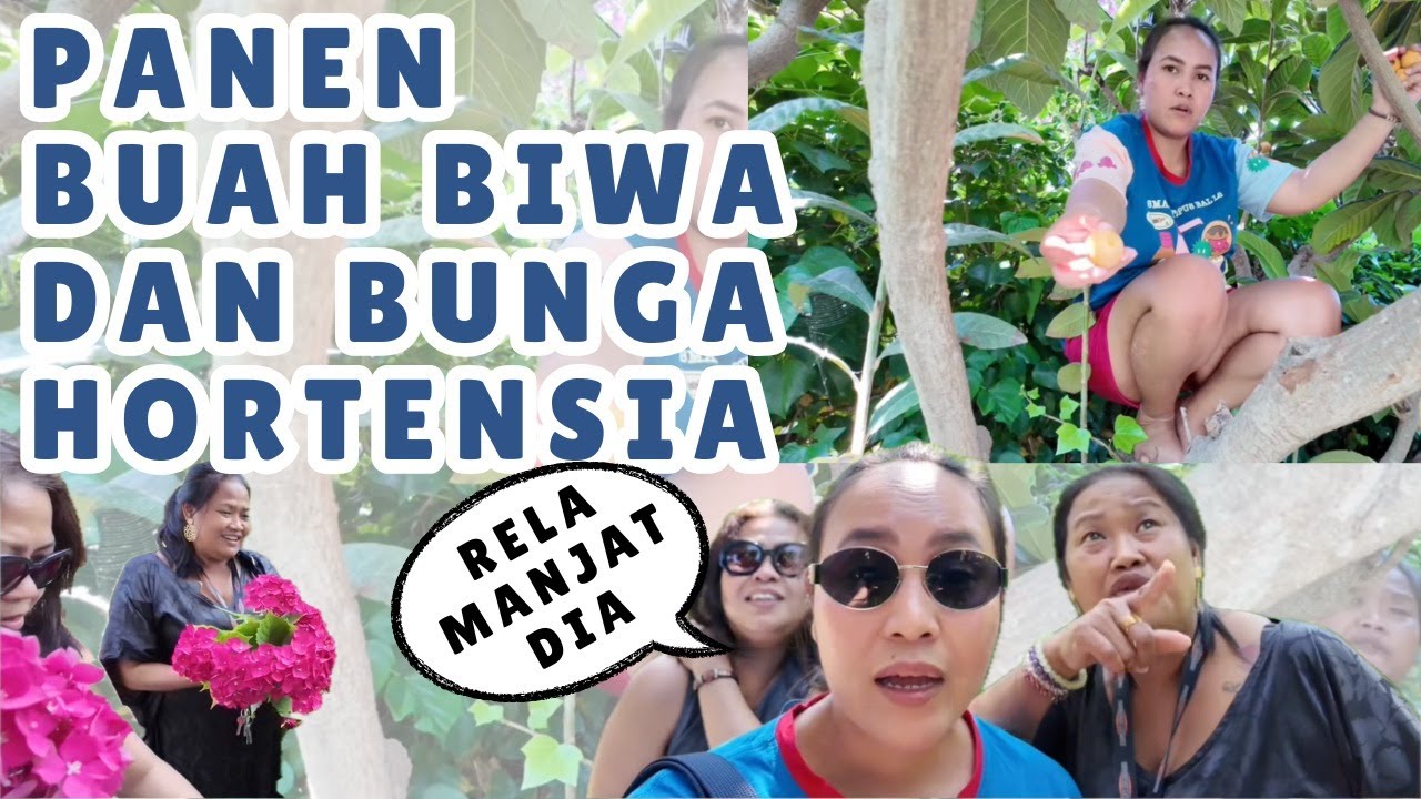 PANEN BUAH BIWA MARIKO RELA MANJAT POHON DAN PANEN BUNGA HORTENSIA DI SPANYOL #PANEN #SPANYOL