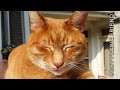 Alvi cat, the legend - full documentary