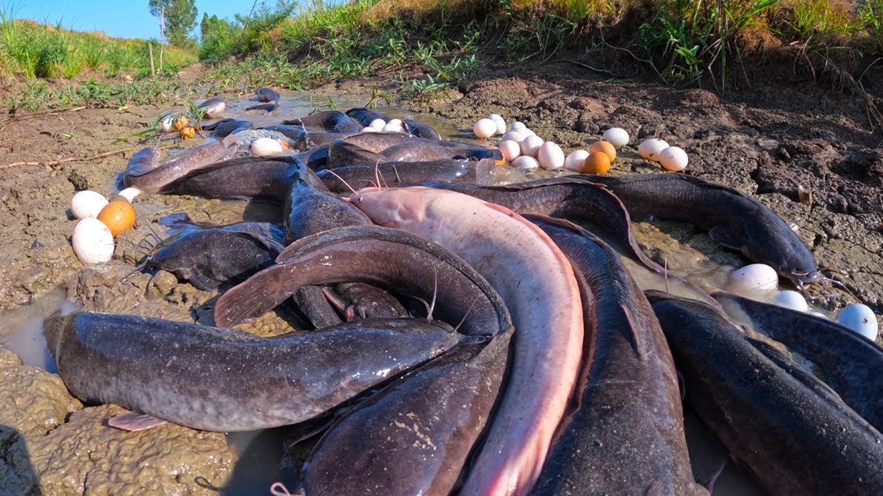 Fvm Fish Top fishing videos - catching a lot of fish and pick duck egg in the ...