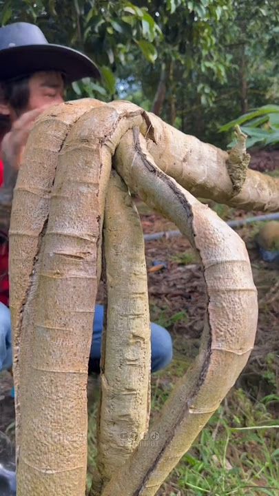 Techniques for Papaya to Produce Abundant Fruit #gardening #agriculture #farming #unique