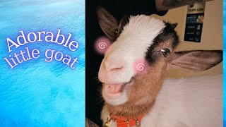 This goat is unbelievably cute 🥹🐐✨