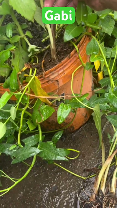 Gabi #rooftopgardening #gardening #farming101 #nature #fypシ #garden