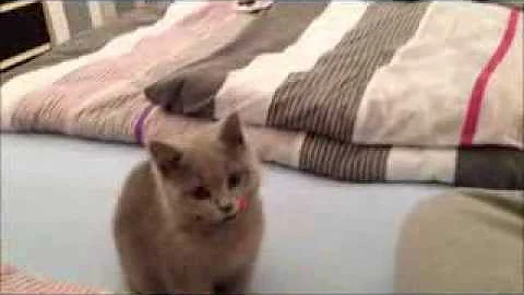 Watch the video about Cat acts like a dog so Amazing | layla the British shorthair kitten