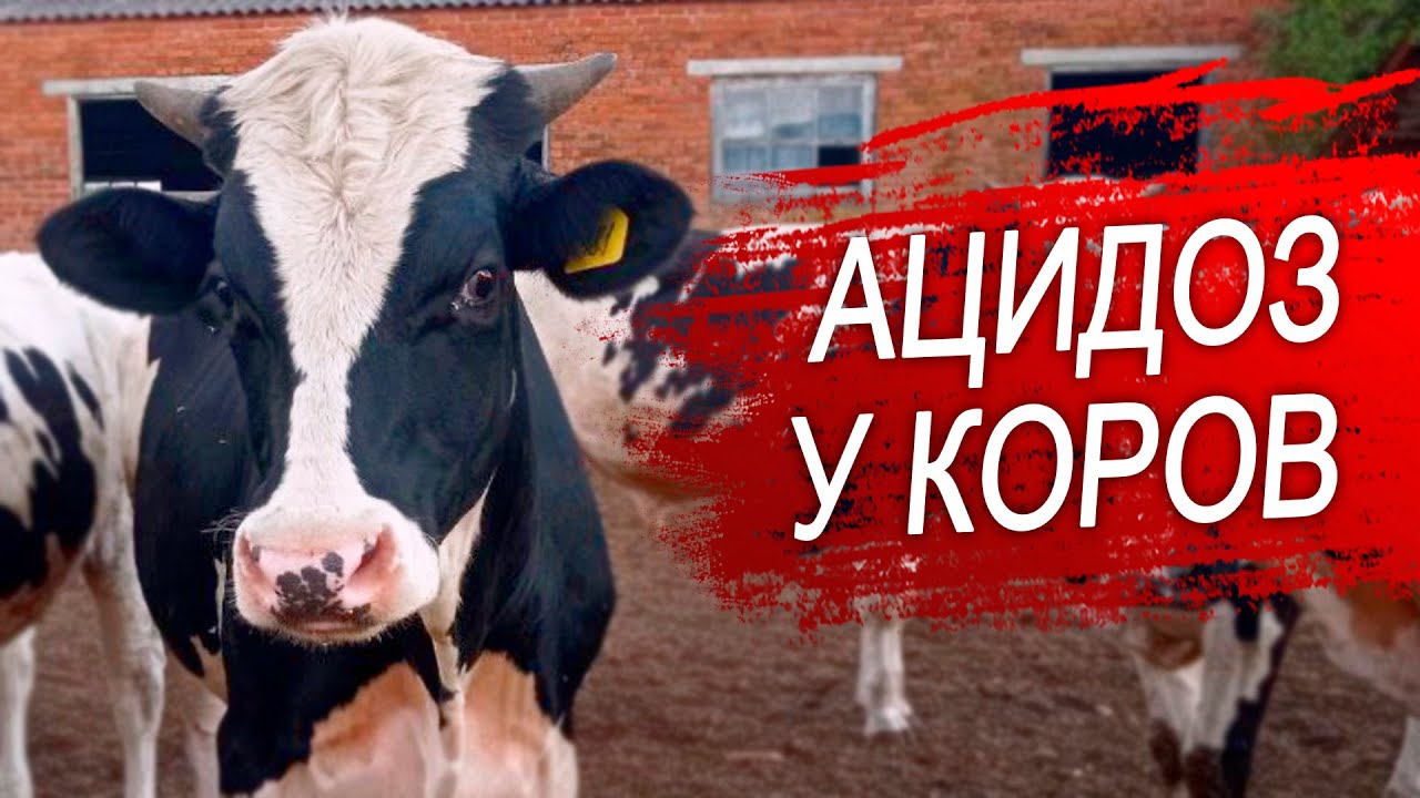 Ацидоз у коров. Ацидоз рубца и профилактика ацидоза. - YouTube