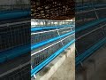 Poultry battery cages for layers