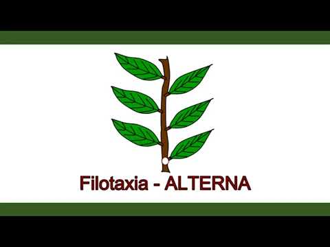 Video: ¿Cuáles son los tres tipos de filotaxia?