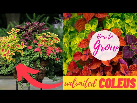 فيديو: كيف ينمو كوليوس