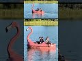 Firefighters on a flamingo float rescue turtle stuck on fishing line