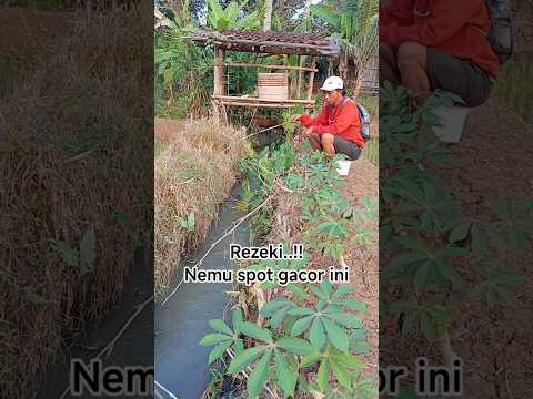 mancing di selokan pinggir sawah #shosrt