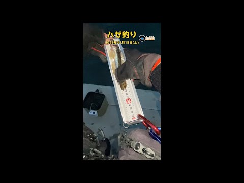 【ハゼ釣り】強風の中でのハゼ釣り 2023年11月18日 ①【ショート】 #shorts #fhising #ハゼ釣り