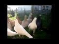 Поштові голуби.mp4