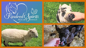 Welcome to Kindred Spirits Rescue Ranch