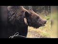 5 Всероссийские состязания лаек по медведю и кабану 1999 г.