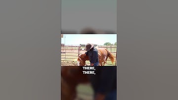 How to Bond with Your Horse: Building Trust and Connection Through Gentle Rubbing and Love