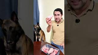 Dar huesos a tu perro podría poner en riesgo su vida o ser su mayor entretenimiento 😱🐶 #perros