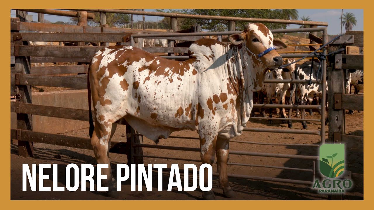 Rusticidade e beleza: Nelore Pintado é destaque no Camaru 2024 | Agro Paranaíba