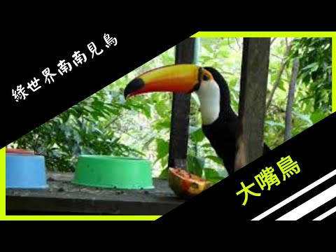 綠世界 Green World 南南見鳥 巨嘴鳥 新竹 Youtube