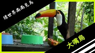 綠色鳥 Grossha