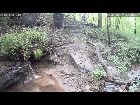 webcamera stegna Live Deer & Wildlife Webcam 3