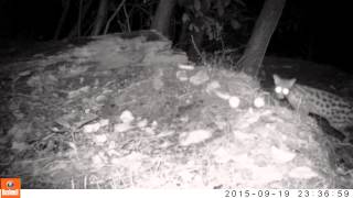 Genet in the Cevennes. by ByGeorgeFilms 124 views 8 years ago 30 seconds