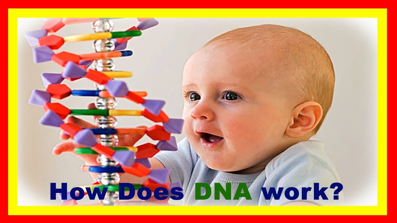 DNA Explained Biology For Beginners YouTube