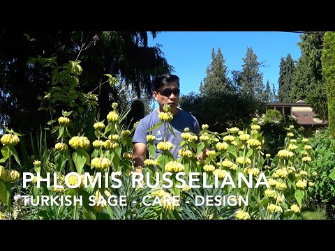 Video: Je phlomis russeliana invazivní?