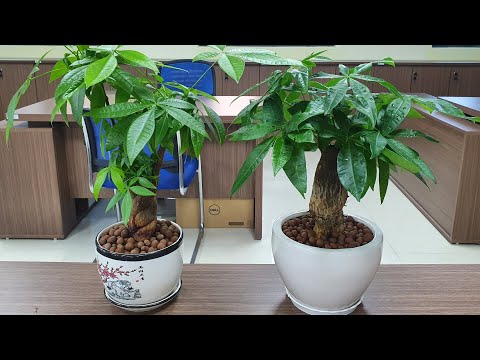 Video: Pachira Money Tree - Học Cách Chăm Sóc Cây Kim Tiền