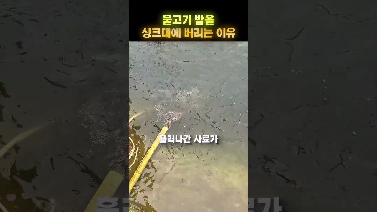 싱크대에 물고기 밥을 붓는 이유 😂🐟