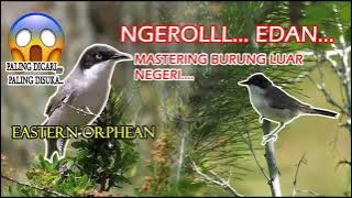 Masteran Burung Luar Negeri Suara Super Pedas Ngerol - Eastern Orphean HD AUDIO