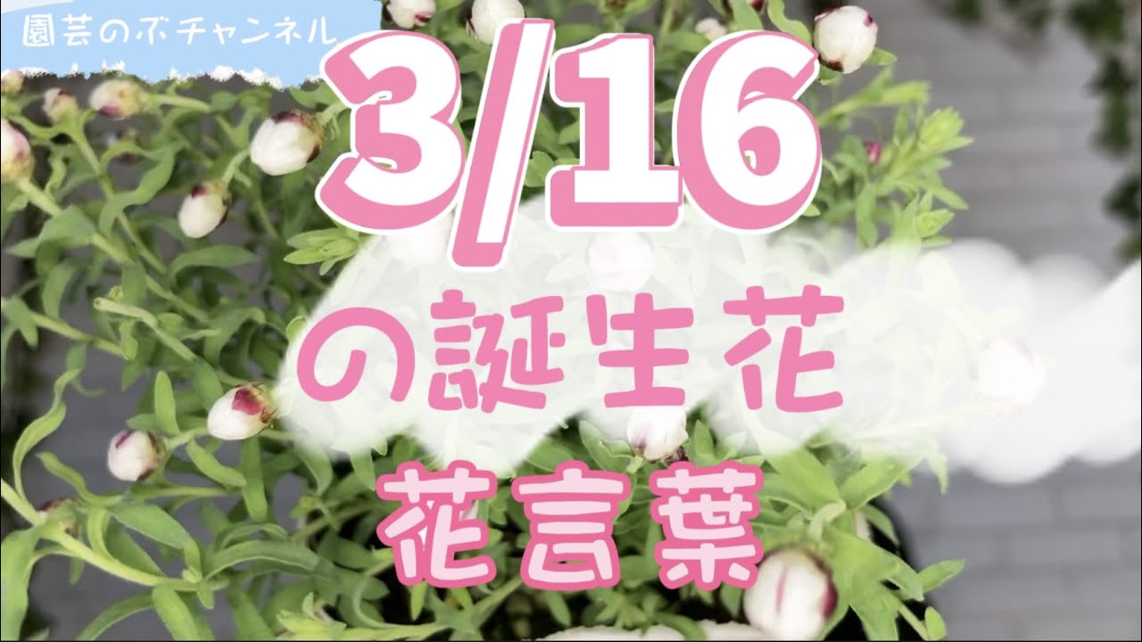 3/16の誕生花と花言葉【園芸のぶチャンネル】【3月】【16日
