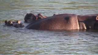 Balule Hippos