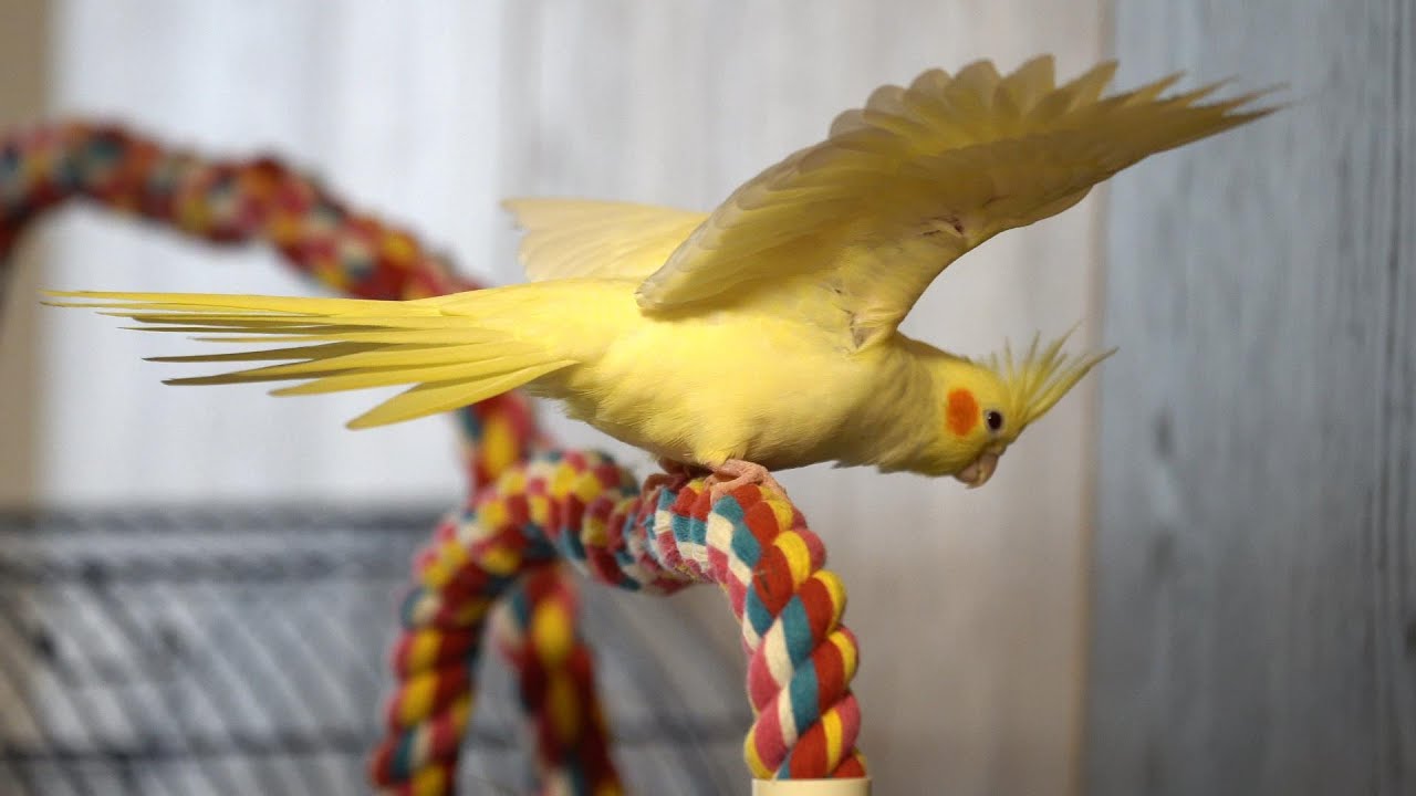 Getting ready for sleep after playing all day 💖🦜🚀🏆