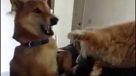 Video 11354791: persian cat fight, persian cat falls