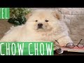 EL CHOW CHOW