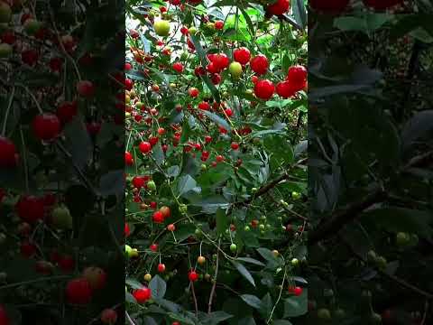 Cherry Plant with
