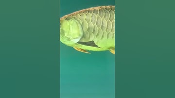 Quá Bối Đầu Vàng Siêu VIP