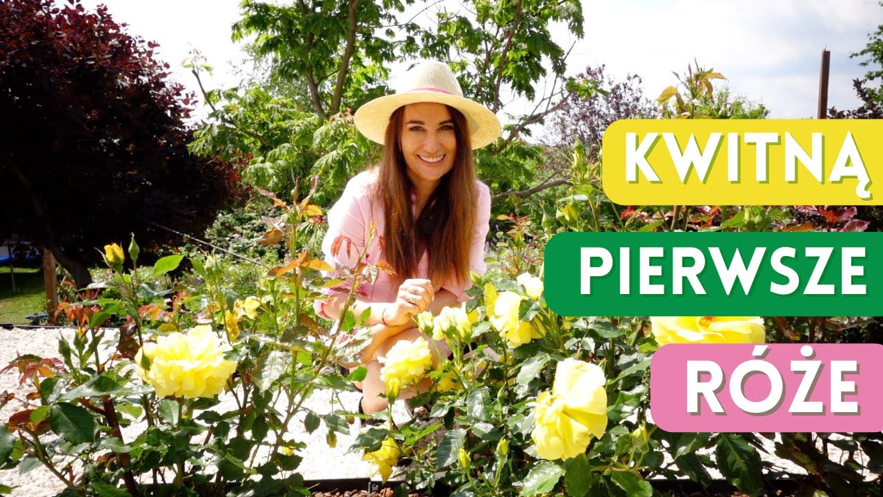Róże w moim ogrodzie - Różany spacer po rabatach